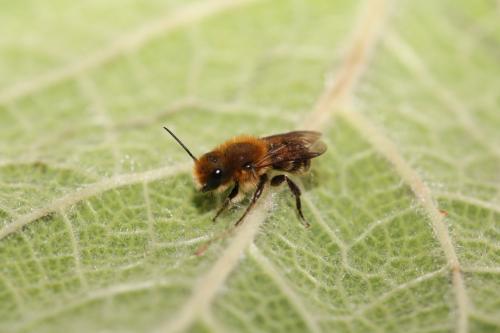 Réf. 295 008 : Osmia sp.
